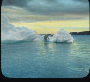 Image: Polar bear climbing onto iceberg 