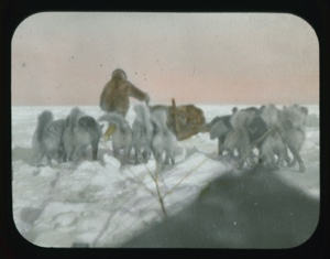Image: Dogs in front of sledge. A second sledge and driver immediately ahead