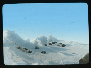 Image: Sleeping dogs on snowy hill