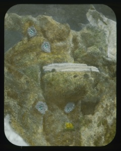 Image of Four eider nests with eggs, seen from above