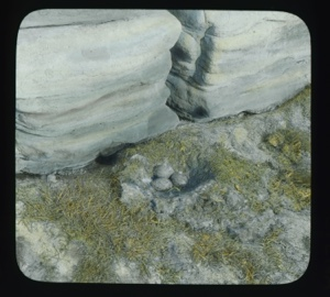 Image of Nest with three eggs beside large rock