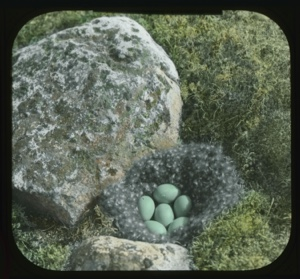 Image: Old squaw nest with six eggs by boulder 