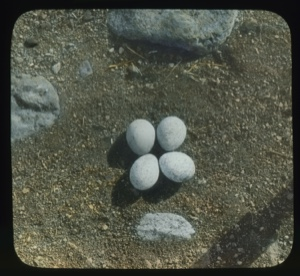Image: Four Gryfalcon eggs on rock slab