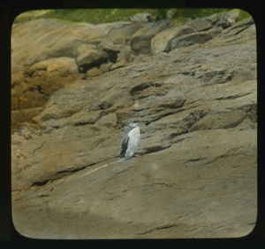 Image of Murre on rocks