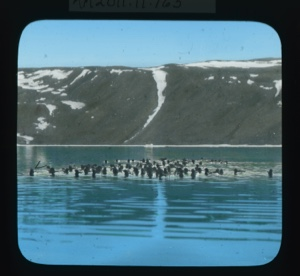 Image: Flock of birds on water