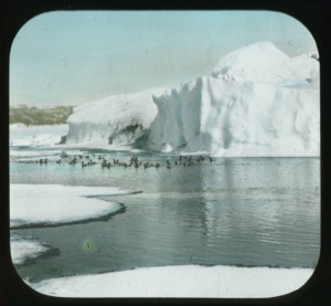 Image of Flock of guillemots on water near iceberg