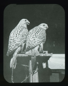 Image: Pair of falcons caught and tamed by Ekblaw