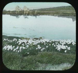 Image of Cotton grass growing by water