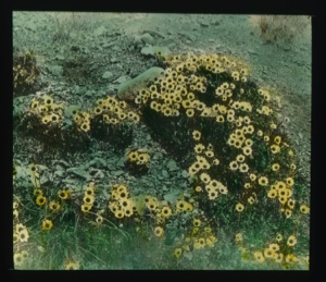 Image: Clumps of yellow flowers