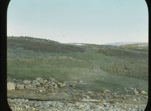 Image of Cassiope association on a glacial dune                        