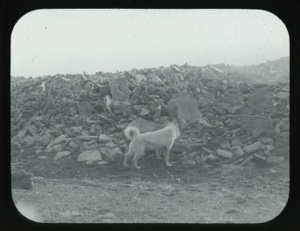 Image of Solifluction at Etah. Dog in foreground              