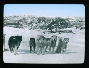 Image of MacMillan's dog team in harness, waiting to be fed