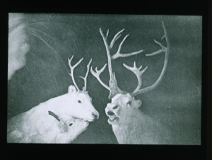 Image of Two Peary caribou in a museum