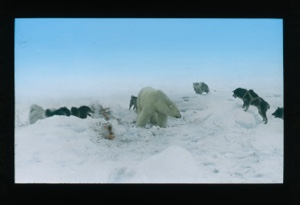 Image of Dogs attacking a polar bear