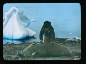 Image of Inuit leaning over bearded seal. Small iceberg close to shore, beyond