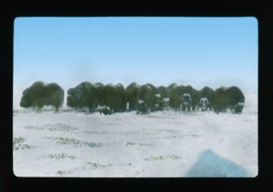 Image: Muskox herd in defense formation