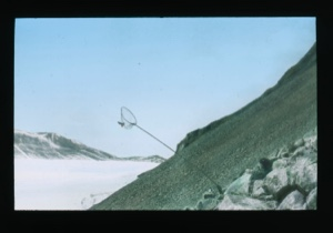Image of Ahlnayah with bird net for catching dovekies