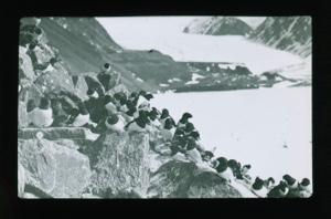 Image of Little Auks on talus slope