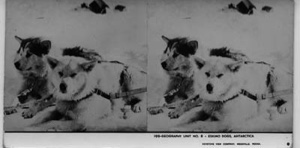 Image of [Two] Eskimo [Inuit] dogs [at rest]