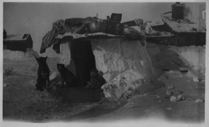 Image of Three dogs sit by igloo. Equipment piled on top of igloo