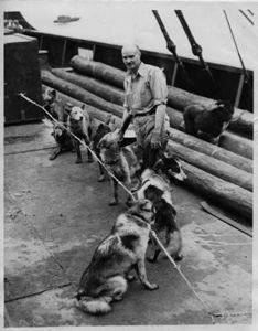 Image of Captain Alan Taylor and tethered dogs for the second Byrd Expedition, aboard the flagship JACOB RUPPERT