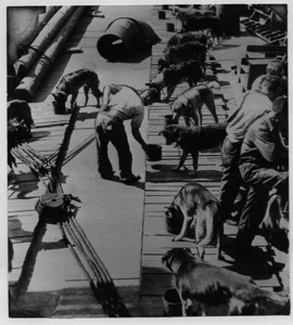 Image: Feeding the Byrd Expedition dogs, aboard