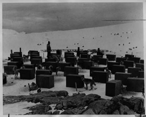 Image of Kennels and dogs at "Dogtown", Byrd Expedition. Flock of birds on snow beyond