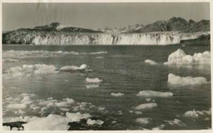 Image of Scattered ice floes near the face of Muir Glacier