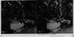Image of A caribou