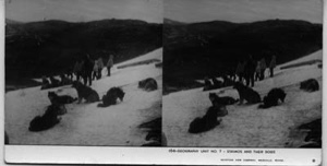 Image of Eskimos [Inuit] and their dogs