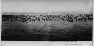 Image of [Large flock of] birds in the arctic [on water]