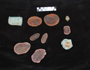 Image of Rocks and fossils (16, stored in Crocker Land bag)