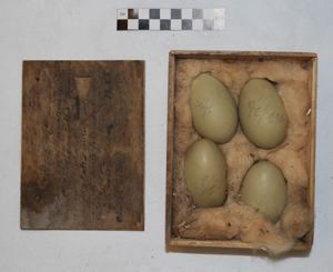 Image of Wooden box containing 4 eider duck eggs
