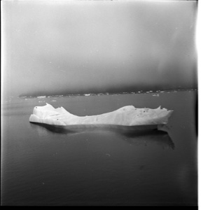 Image: Kittiwakes riding small iceberg