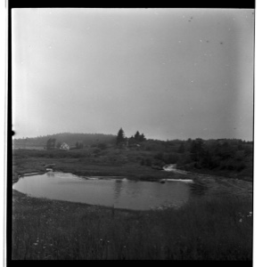Image: Meadow flowers and pond at Cutler