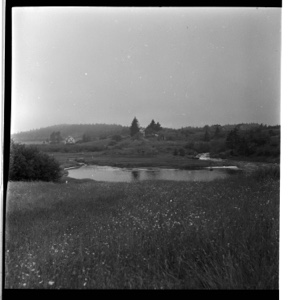 Image of Meadow flowers and pond at Cutler