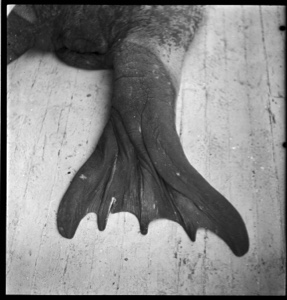 Image: Walrus flipper showing five toes. On deck of the BOWDOIN
