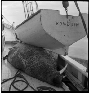 Image of Walrus lying on deck under dinghy