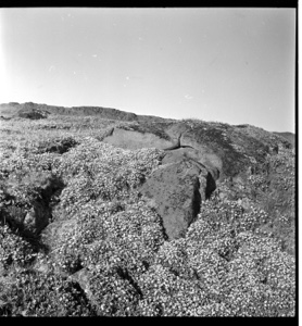 Image: Rock Garden [Sedum corms in South Labrador, near Chateau]