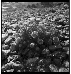 Image: Rock garden [Sedum corms among rocks, detail]