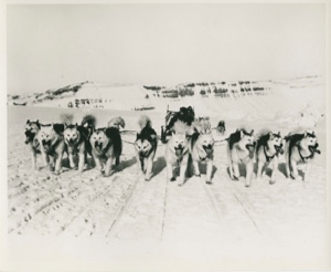 Image of Ten-dog team, running