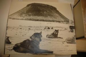 Image of Several dogs, tethered. Umanak in the distance