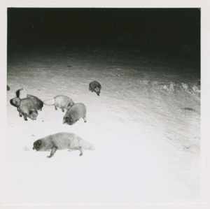 Image: Several Arctic foxes, Thule AFB
