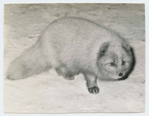 Image: Arctic fox