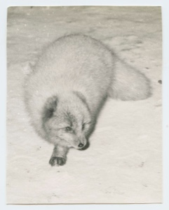 Image of Arctic fox