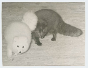 Image of Two Arctic foxes, one in dark phase
