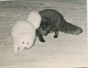 Image of Two Arctic foxes, one in dark phase