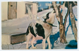 Image of dog chained to small tree (postcard)