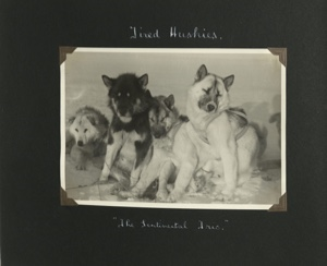 Image of Tired Huskies- "The sentimental trio"