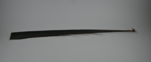Image of Baleen Strip
